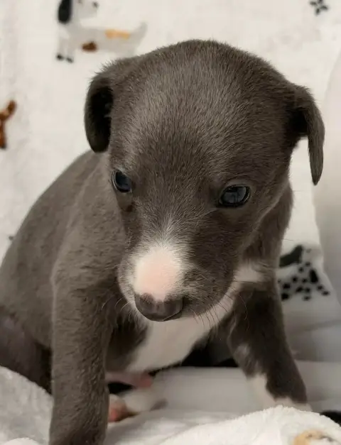 Whippet  Batman De La Bastie D'Hucaroc