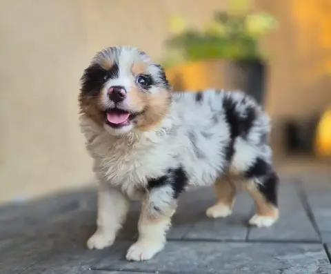 Berger Australien  Chiot