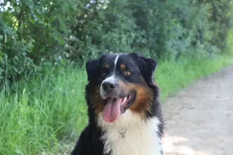 Berger Australien  Chiot 2 De La Vallée De L'Hyrome c9384