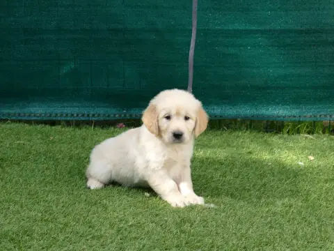 Golden Retriever photo 2