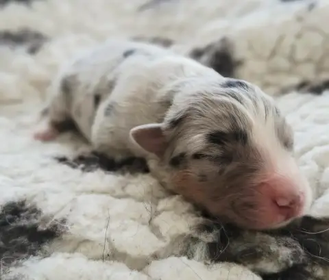Berger Australien  Chiot 6 Des Regards Brulants
