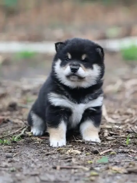 Shiba photo 2