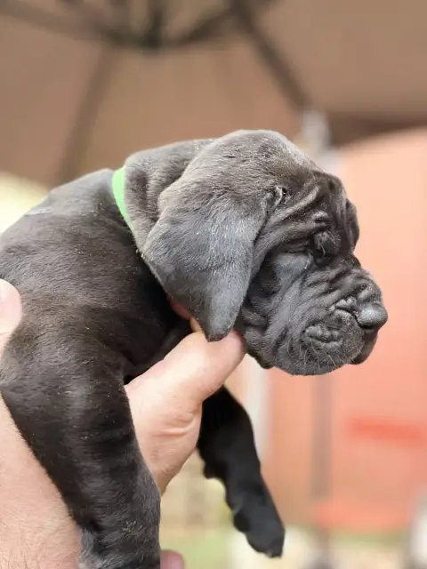 Dogue Allemand  Baloo Des Hobereaux De La Zorn