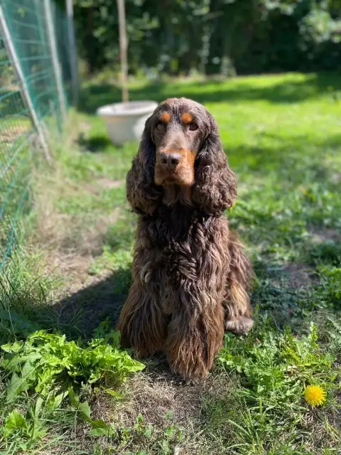 Cocker Spaniel Anglais  M Chocolat Et Feu Gardien Des 91879 photo 3