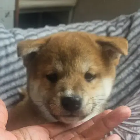 Magnifique Chiot Shiba Inu Lof A Réserver