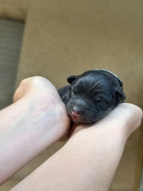 Chien Finnois De Laponie  Chiot 2 -