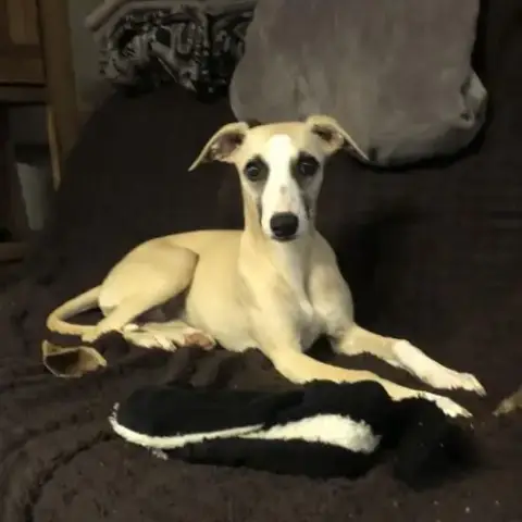 Chiot Lévrier Whippet