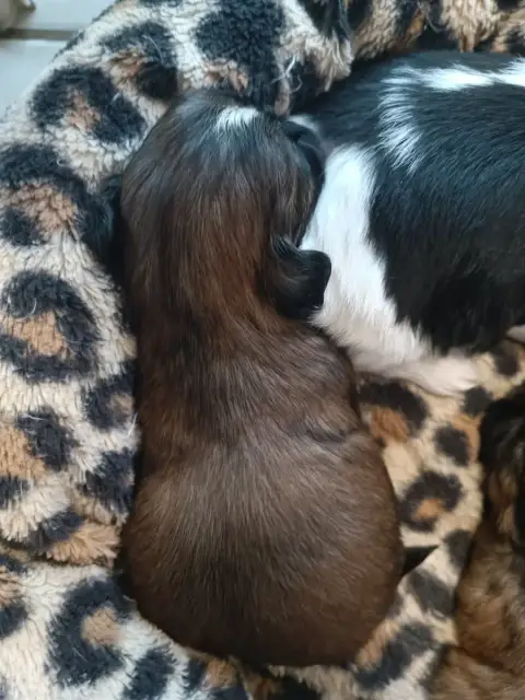 Shih Tzu  Chiot 3 Du Paradis Bleu Indigo photo 2