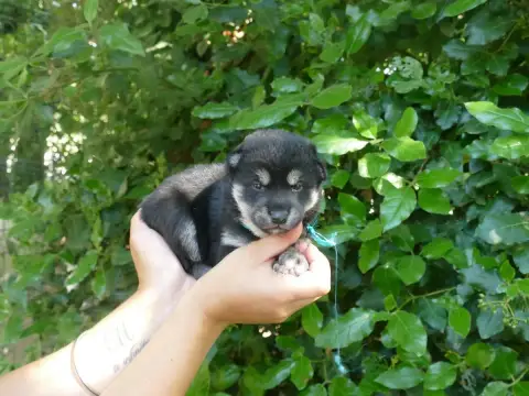 Shiba  Male Collier Bleu Du Temps Des Amazones