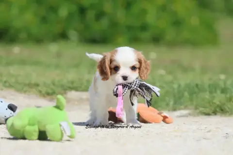 Cavalier King Charles Spaniel  Berlioz De La Bergerie 78b9d photo 3