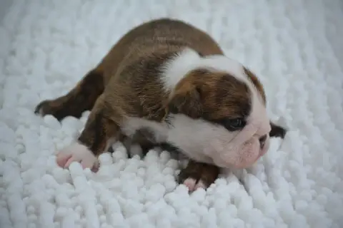 Bulldog Anglais photo 2