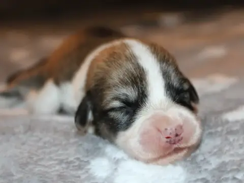 Welsh Corgi Pembroke  Chiot N°6 Du Clos D'Arlequin photo 2