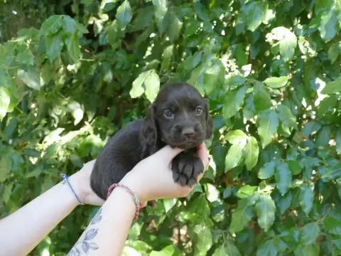 Cocker Spaniel Anglais