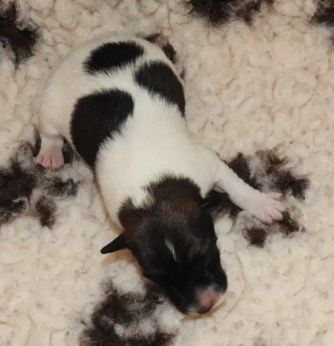 Fox Terrier Poil Lisse  Chiot photo 2