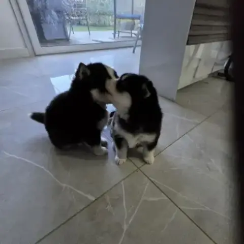 À Réserver Chiots Pomsky F3 D'Exception