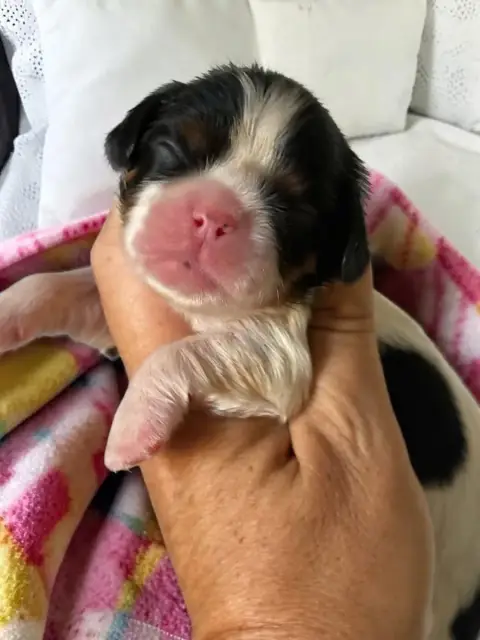 Cavalier King Charles Spaniel 
                       71f91