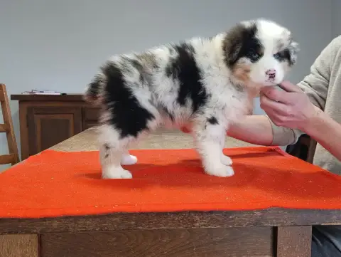 Berger Australien  Chiot N°5 Des Hirondelles Du Voyag 52a7b
