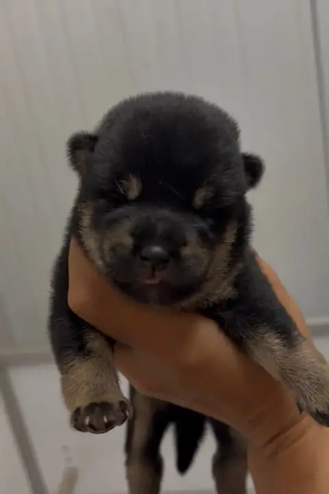 Shiba  Chiot 4 Du Bois De Compiègne