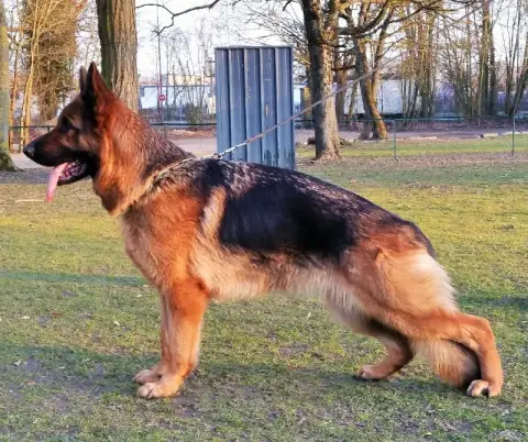 Berger Allemand photo 3