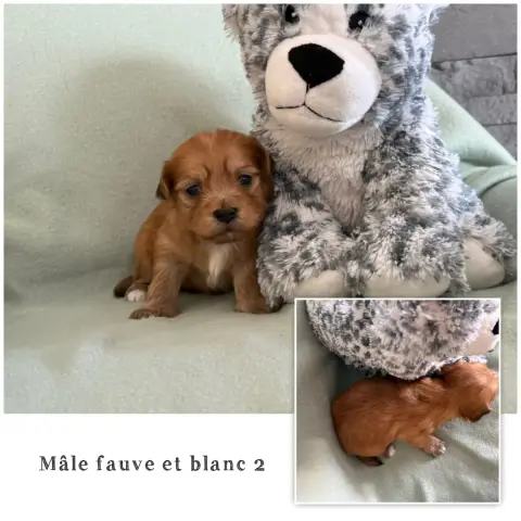 Bichon Havanais  Mâle Fauve Et Blanc 2 Des Terres De  86dee