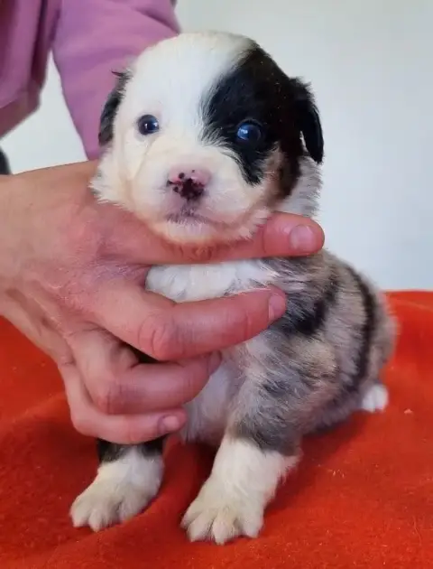 Berger Américain Miniature  Chiot N°6 Des Hirondelles 45f43 photo 3