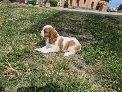Cavalier King Charles Spaniel  Bonus De Paline photo 3