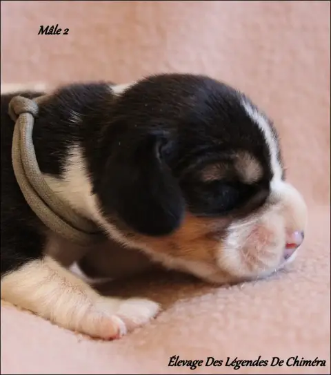 Beagle photo 2