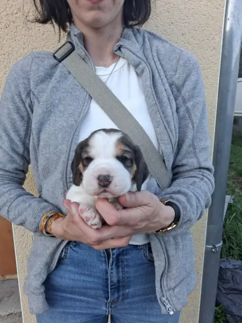 Beagle  Chiot N°1 Des Meneurs D'Ariege