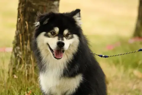 Chien Finnois De Laponie  Chiot 7 Domaine De Merlou cf623 photo 2
