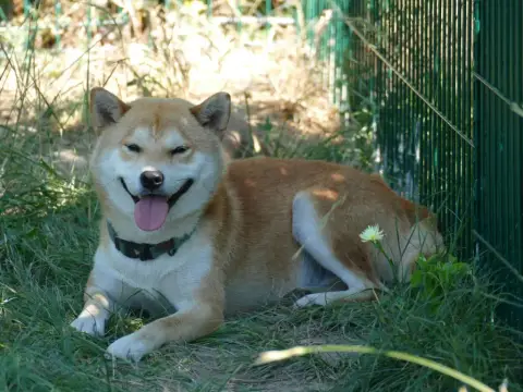 Shiba photo 3