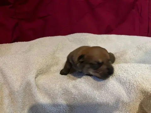 Berger De Picardie  Chiot N°1 Des Brumes De Sirius