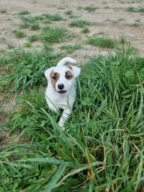 Jack Russell Terrier  Bimbo La Seigneurie Du Domaine  f7e02
