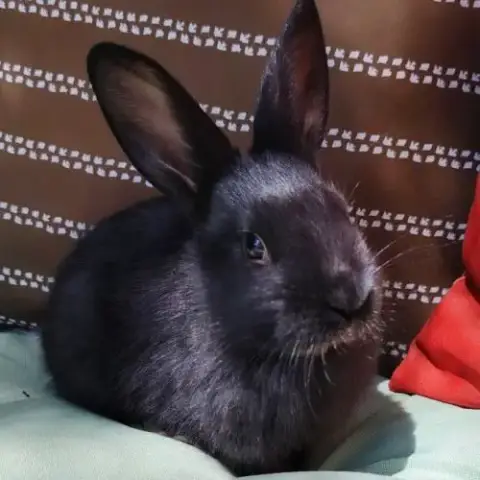 Lapin Femelle, 2 Mois