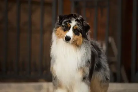 Berger Australien  Chiot 2 Roz Liammet photo 3
