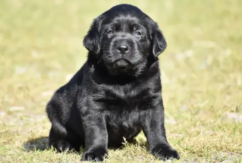 Labrador Retriever  Buzz Du Feeling De Nolister photo 2