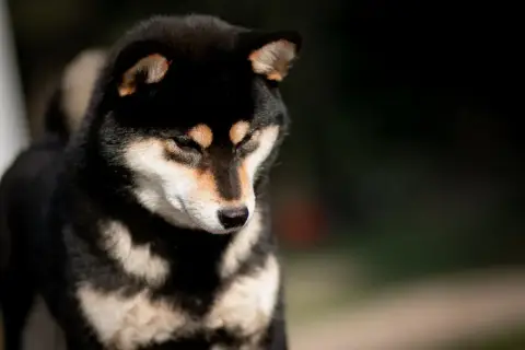 Shiba  Chiot 4 Du Bois De Compiègne photo 3