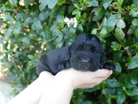 Cocker Spaniel Anglais  Chiot N°1