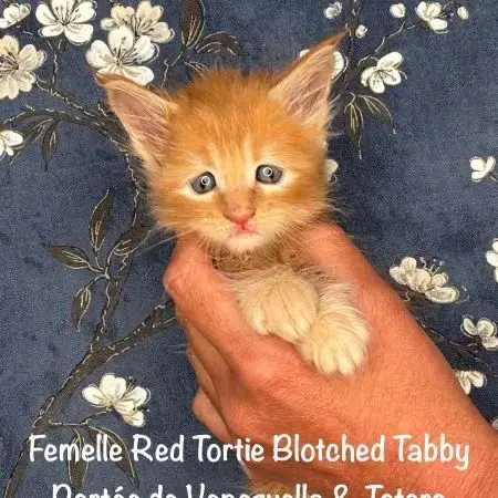 Superbes Chatons Maine Coon Loof A Réserver