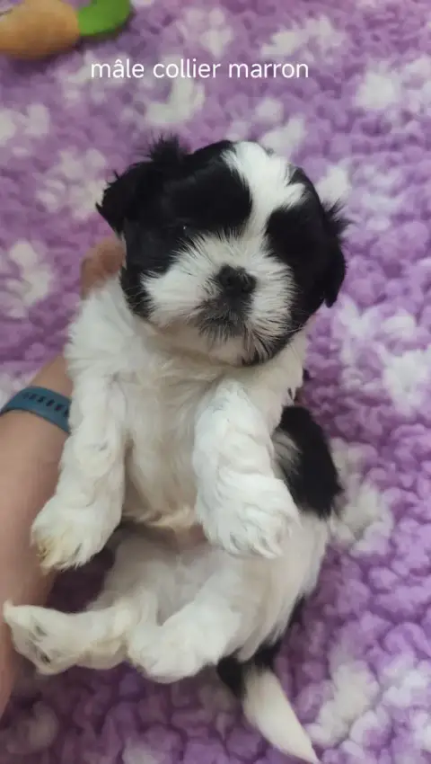 Shih Tzu  Collier Marron Des Amours D'Arelaune
