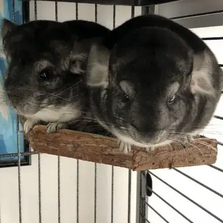 2 Freres Chinchillas