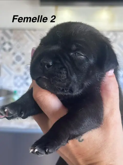 Staffordshire Bull Terrier  Chiot N°4 Du Royaume De B e221d