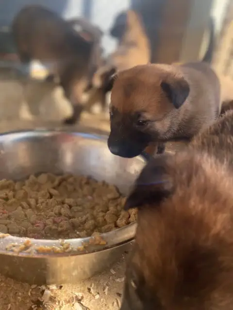 Berger Belge  Chiot N°7 Du Domaine De La Rebeyrie