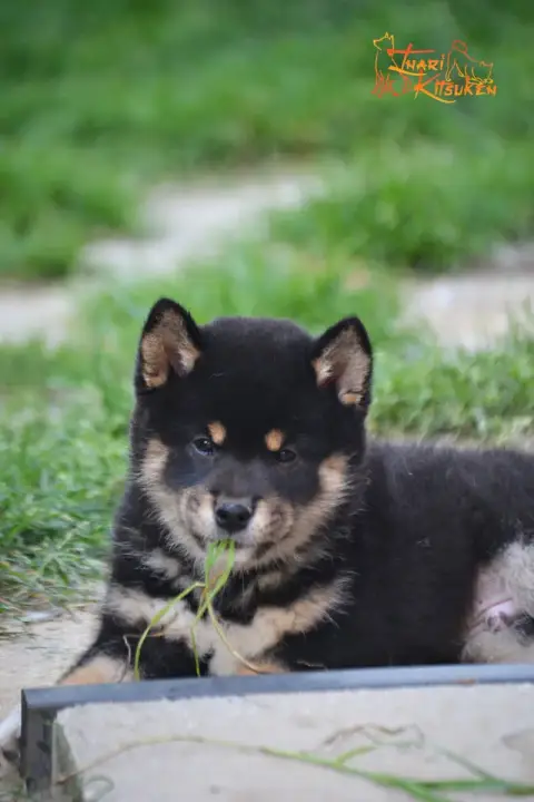 Shiba  Shoto Go Inari Kitsuken