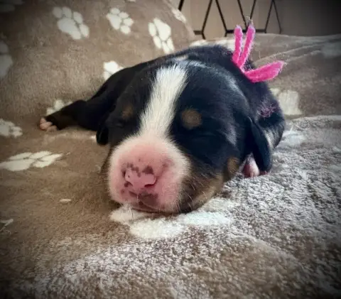 Grand Bouvier Suisse