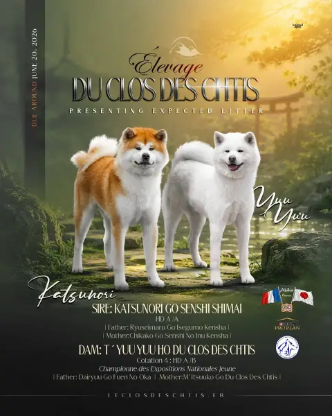 Akita  Chiot 1 Bringé Clair Du Clos Des Chtis
