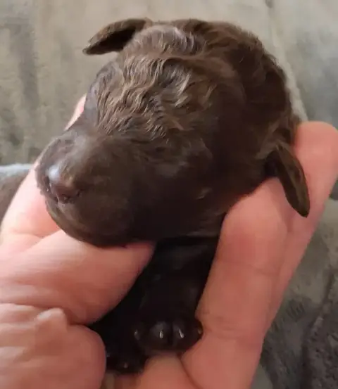 Caniche  Billy À L'Ombre Des Magnolias