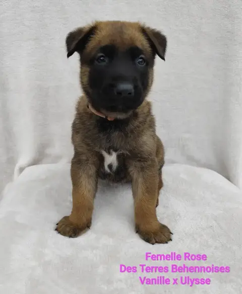 Berger Belge  Rose Des Terres Behennoises