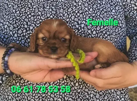 Cavalier King Charles Spaniel  Chiot N°3 Des Rives Du d3d3c