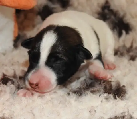 Fox Terrier Poil Lisse