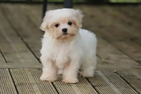 Bichon Maltais  Brisote De L'Angelarde photo 3